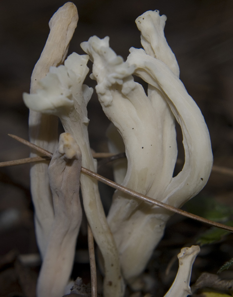 Fungo da determinare 2